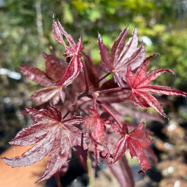 Acer palmatum 'Livy' Red Japanese Maple